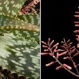 Aloe rubrodonta (Somalia) available 10.5cm and 12cm Ø